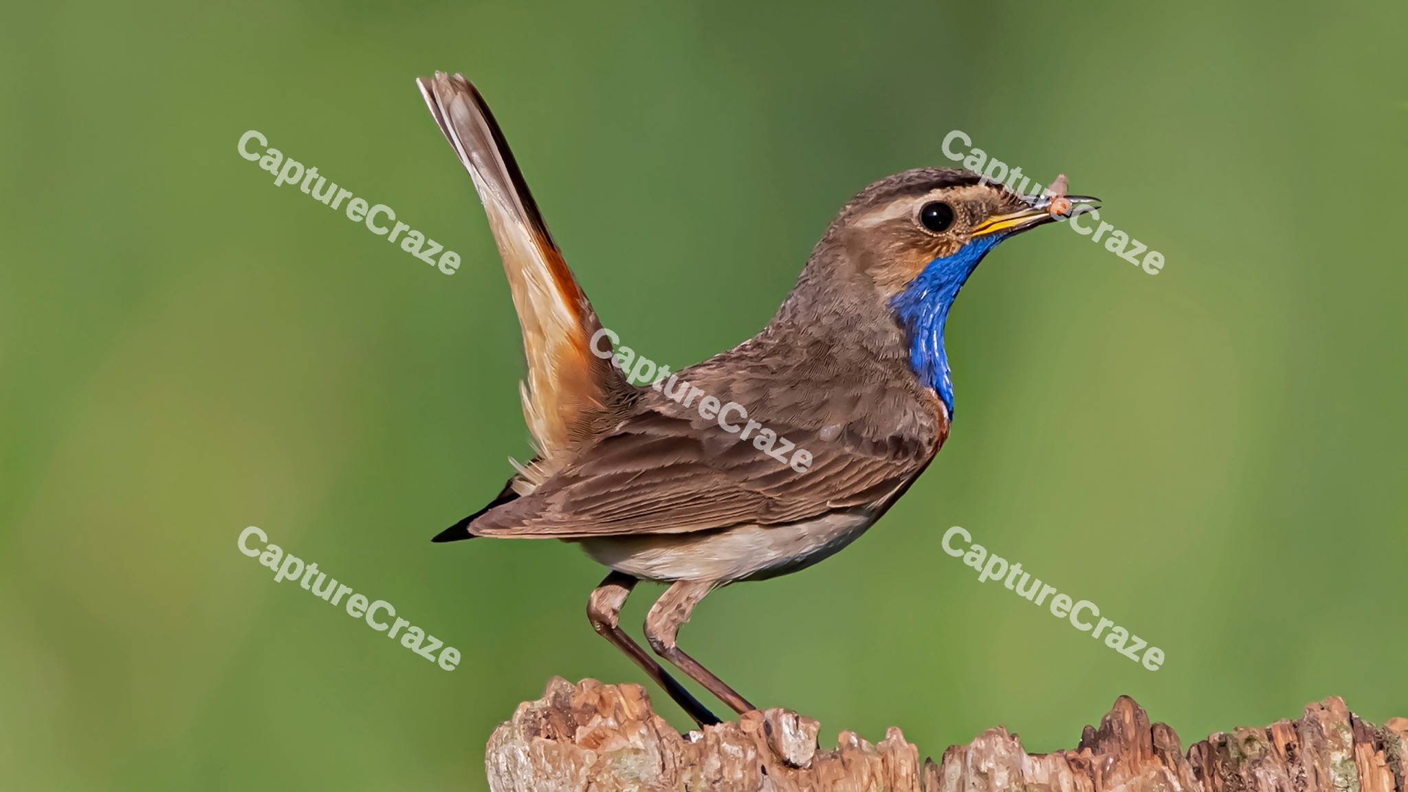 Beautiful Bluethroat Bird